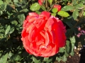 rosegarden2