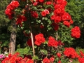 rosegarden4