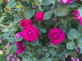 rosegarden5