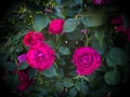 rosegarden6