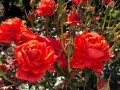 rosegarden7