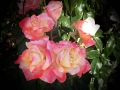 rosegarden9