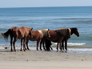 outerbanks horses